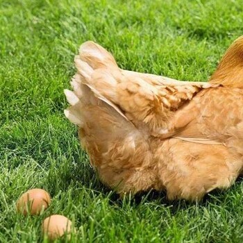 母鸡长黄油秘籍母鸡快速长黄油的方法