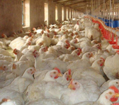 土鸡科学饲养方法什么方法能让鸡快速长黄油