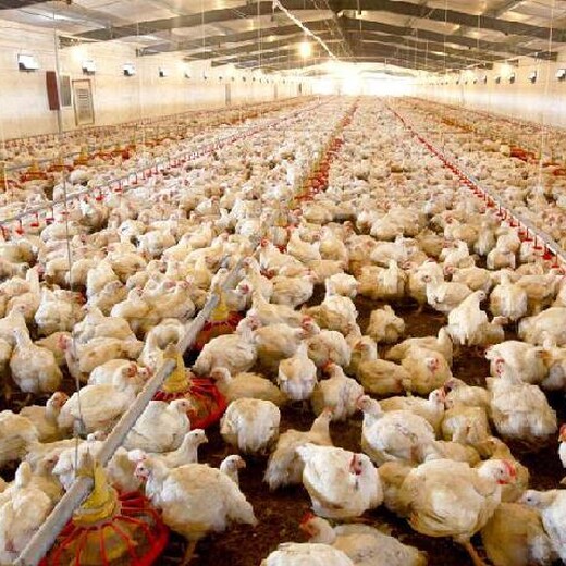 蛋鸡的肝病及防治对策鸡大肝大脾的防治鸡常见肝病的防治对策
