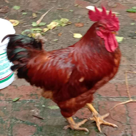 公鸡吃啥能冠红毛亮就用达龙毛血旺让鸡快速增重长蹬爪