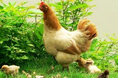 鸡秋季腹泻的特征是什么鸡反复腹泻的原因如何治疗鸡拉稀图片4