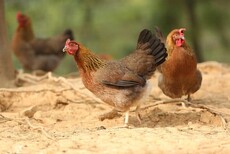 鸡秋季腹泻的特征是什么鸡反复腹泻的原因如何治疗鸡拉稀图片5