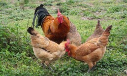 鸡的呼吸道疾病用啥药达龙支克鸡关节肿大图片2