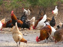 鸡的呼吸道疾病用啥药达龙支克鸡关节肿大图片5
