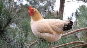 鸡的呼吸道疾病用啥药达龙支克鸡关节肿大图片3