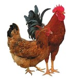 鸡的呼吸道疾病用啥药达龙支克鸡关节肿大图片1