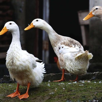 鸭传染性浆膜炎用什么好鸭子浆膜炎问题怎么解决