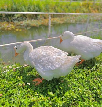 鸭传染性浆膜炎用什么好鸭子浆膜炎问题怎么解决