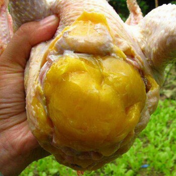 让鸡油黄毛亮的方法导致鸡黄油少的原因
