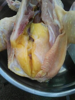 鸡这样喂快速长黄油鸡怎么催黄油
