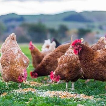 鸡流感有何妙招鸡感冒咳嗽的防治方法