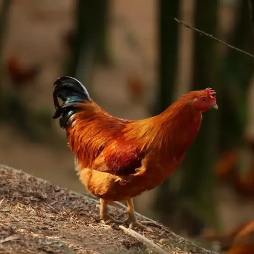 鸡感染球菌病怎么办鸡喂什么药能预防球菌病