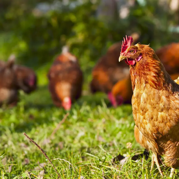 鸡急性败血症是怎么回事鸡葡萄球菌是怎么出现的