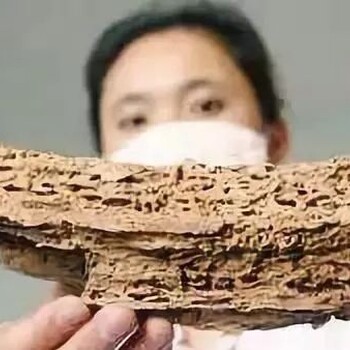 广州杀白蚁公司、有效的清除白蚂蚁、预防白蚁
