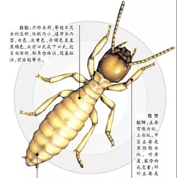 广州灭白蚁多少钱，预防白蚁措施，包年灭白蚁