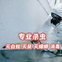 廣州滅白蟻，灣區殺白蟻公司，挖白蟻巢熏蒸白蟻