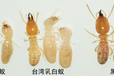 广州番禺灭白蚁公司，正规杀白蚁多少钱，挖除白蚁窝