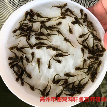广东广州黄骨鱼苗批发黄蜂鱼苗出售黄辣丁鱼苗