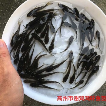 江苏泰州珍珠花斑鱼苗批发天津淡水花斑鱼苗出售