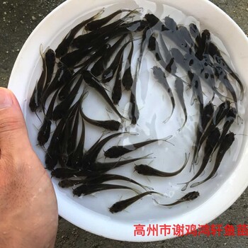 贵州荔波鳖苗批发湖北襄阳王八苗出售