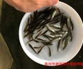 廣東惠州馴化的鱸魚苗鱸魚苗水花價格廣東茂名加州鱸魚苗批發