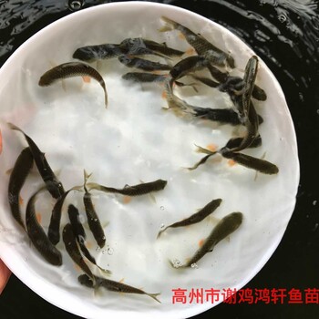 浙江温州青竹鲩鱼苗批发浙江舟山倒刺鲃苗出售