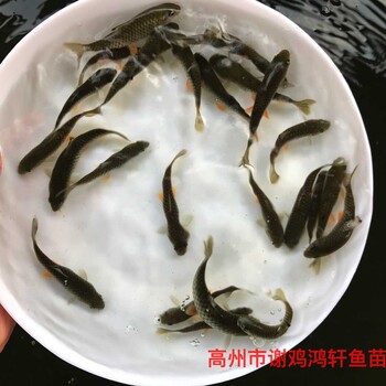 浙江温州青竹鲩鱼苗批发浙江舟山倒刺鲃苗出售