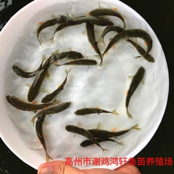 浙江温州青竹鲩鱼苗批发浙江舟山倒刺鲃苗出售