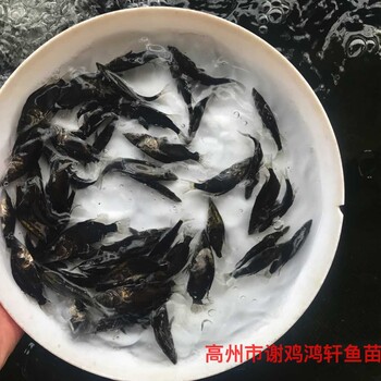江蘇無錫鱖魚苗批發(fā)江蘇古鹽城桂魚苗出售