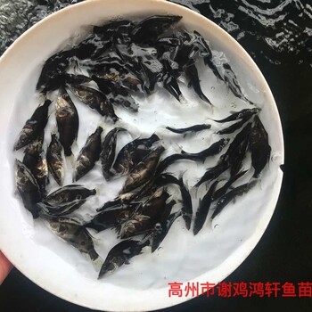 浙江温州鳜鱼苗批发浙江舟山桂鱼苗出售