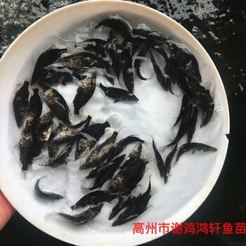 江蘇無錫鱖魚苗批發(fā)江蘇古鹽城桂魚苗出售