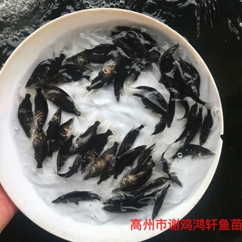 江蘇無錫鱖魚苗批發(fā)江蘇古鹽城桂魚苗出售