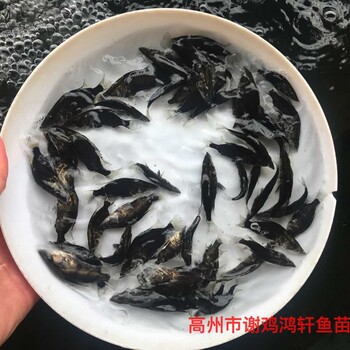 四川绵阳鳜鱼苗批发浙江杭州桂鱼苗出售