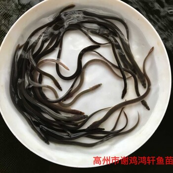 湖北荆州花鳗鱼苗批发湖北宜昌白鳝鱼苗出售