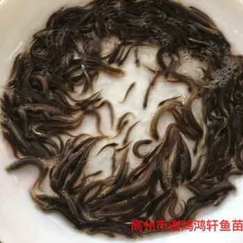 河南洛阳泥鳅鱼苗批发河南新乡泥鳅苗种苗出售