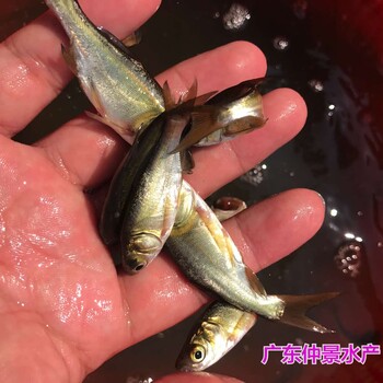 重慶仙骨花鰱魚苗出售江蘇南通縮骨大頭魚苗批發(fā)