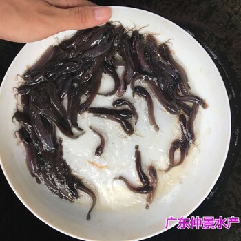 湖北荊州雜交三黃塘角魚苗批發(fā)湖北襄陽土塘鲺魚苗出售