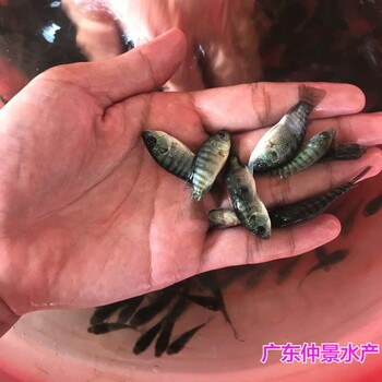 江西贛州淡水花斑魚苗批發(fā)江西上饒石斑魚苗養(yǎng)殖基地