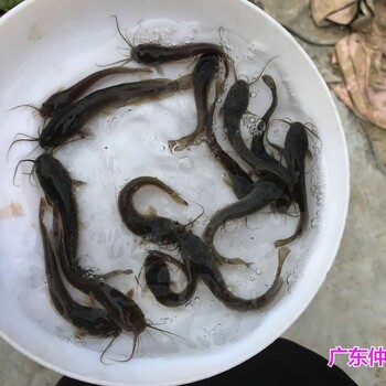 廣東東莞埃及塘虱魚苗批發(fā)廣東惠州八須革胡子鯰魚苗養(yǎng)殖基地