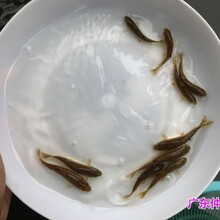 贵州遵义土鲮鱼苗批发贵州荔波泰国鲮鱼苗出售图片