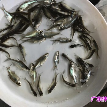 天津红鲳鱼苗批发江苏无锡淡水白鲳鱼苗出售