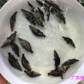 天津鳜鱼苗批发江苏无锡桂鱼苗出售