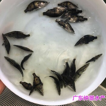 广东汕头鳜鱼苗批发广东清远桂花鱼苗养殖基地