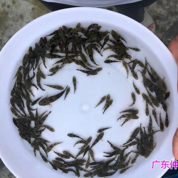 江苏徐州月鳢鱼苗出售江苏南京七星鱼苗批发