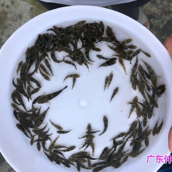 江苏徐州月鳢鱼苗出售江苏南京七星鱼苗批发