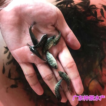 山东东营珍珠花斑鱼苗批发上海淡水花斑鱼苗出售