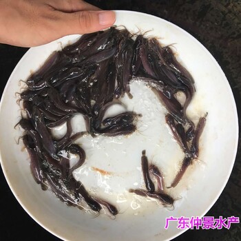 湖南永州埃及塘虱魚(yú)苗批發(fā)湖南衡陽(yáng)八須革胡子鯰魚(yú)苗養殖基地