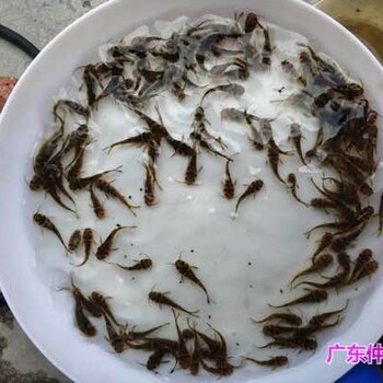 福建三明雜交筍殼魚苗批發(fā)福建南平筍殼魚苗養(yǎng)殖基地