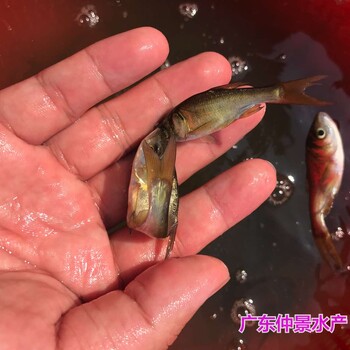 廣東河源花鰱魚苗批發(fā)廣東江門大頭魚苗養(yǎng)殖基地