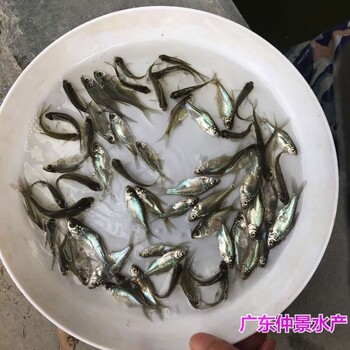 天津三角鲂鱼苗批发江苏无锡沙边鱼苗出售